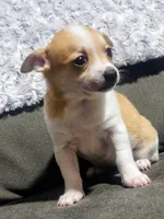 Cookie , a female Chihuahua for sale in Fredericktown, OH – Photo 2 of 4