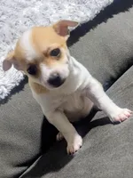 Cookie , a female Chihuahua for sale in Fredericktown, OH – Photo 4 of 4