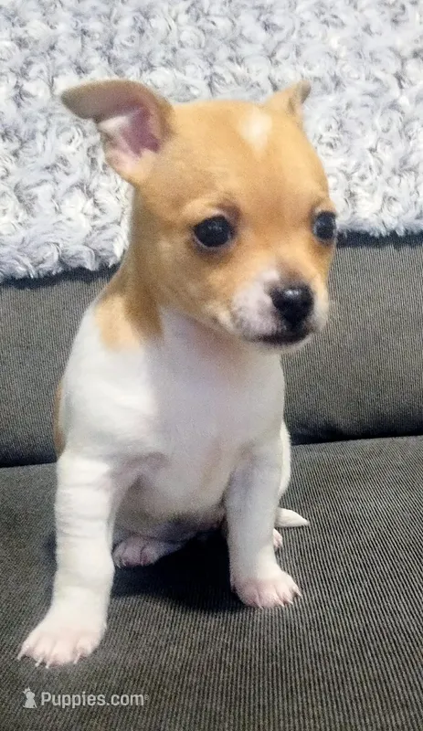 Elaina – Chihuahua puppy for sale in Fredericktown, OH