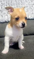 Elaina, a female Chihuahua for sale in Fredericktown, OH – Photo 1 of 4