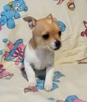 Elaina, a female Chihuahua for sale in Fredericktown, OH – Photo 2 of 4