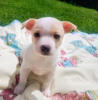 Gigi, a female Chihuahua for sale in Fredericktown, OH – Photo 1 of 4