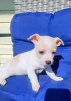 Gigi, a female Chihuahua for sale in Fredericktown, OH – Photo 7 of 8