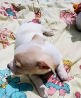 Gigi, a female Chihuahua for sale in Fredericktown, OH – Photo 3 of 4