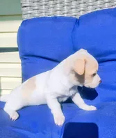 Gigi, a female Chihuahua for sale in Fredericktown, OH – Photo 8 of 8