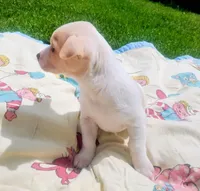 Gigi, a female Chihuahua for sale in Fredericktown, OH – Photo 2 of 4