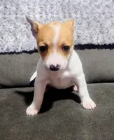 Stella, a female Chihuahua for sale in Fredericktown, OH – Photo 2 of 6