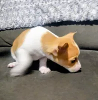 Stella, a female Chihuahua for sale in Fredericktown, OH – Photo 3 of 6