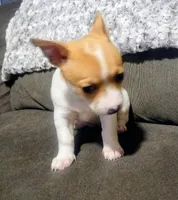 Stella, a female Chihuahua for sale in Fredericktown, OH – Photo 6 of 6