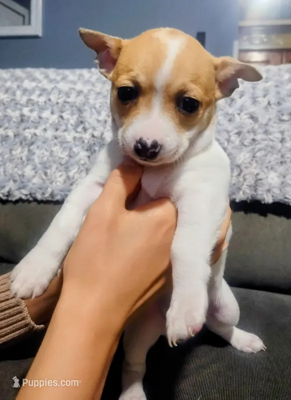 Stella – Chihuahua puppy for sale in Fredericktown, OH