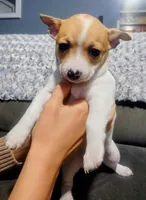 Stella, a female Chihuahua for sale in Fredericktown, OH – Photo 1 of 6