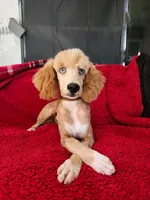 Cash AKC  - Moyen *REDUCED!*, a male Poodle - Miniature  for sale in New York, NY – Photo 2 of 2