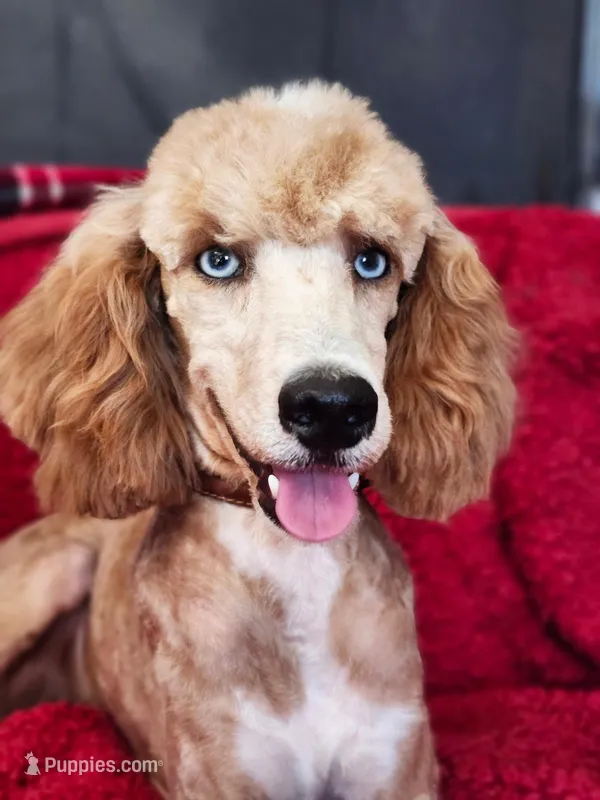 Cash AKC  - Moyen *REDUCED!*