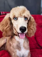 Cash AKC  - Moyen *REDUCED!*, a male Poodle - Miniature  for sale in New York, NY – Photo 1 of 2