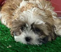 Star - *ACA* Priced to Sell!!!, a female Shih Tzu for sale in New York, NY – Photo 9 of 10