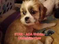 Star - *ACA* Priced to Sell!!!, a female Shih Tzu for sale in New York, NY – Photo 6 of 10