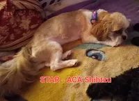 Star - *ACA* Priced to Sell!!!, a female Shih Tzu for sale in New York, NY – Photo 8 of 10