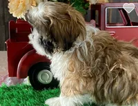 Star - *ACA* Priced to Sell!!!, a female Shih Tzu for sale in New York, NY – Photo 5 of 10