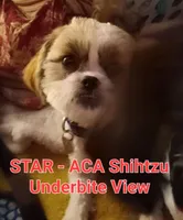 Star - *ACA* Priced to Sell!!!, a female Shih Tzu for sale in New York, NY – Photo 4 of 10