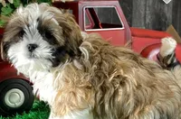 Star - *ACA* Priced to Sell!!!, a female Shih Tzu for sale in New York, NY – Photo 10 of 10