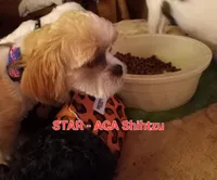 Star - *ACA* Priced to Sell!!!, a female Shih Tzu for sale in New York, NY – Photo 2 of 10