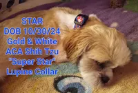 *Star* - ACA, a female Shih Tzu for sale in New York, NY – Photo 2 of 8