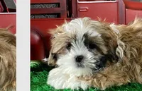 *Star* - ACA, a female Shih Tzu for sale in New York, NY – Photo 7 of 8