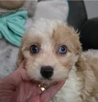 Monday *AKC* Mellow! REDUCED!, a male Cavapoo for sale in New York, NY – Photo 3 of 3