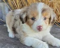 Love, a female Miniature Aussiedoodle for sale in New York, NY – Photo 1 of 3