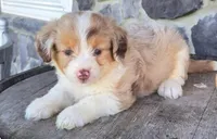 Love, a female Miniature Aussiedoodle for sale in New York, NY – Photo 2 of 3