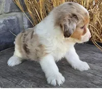 Love, a female Miniature Aussiedoodle for sale in New York, NY – Photo 3 of 3