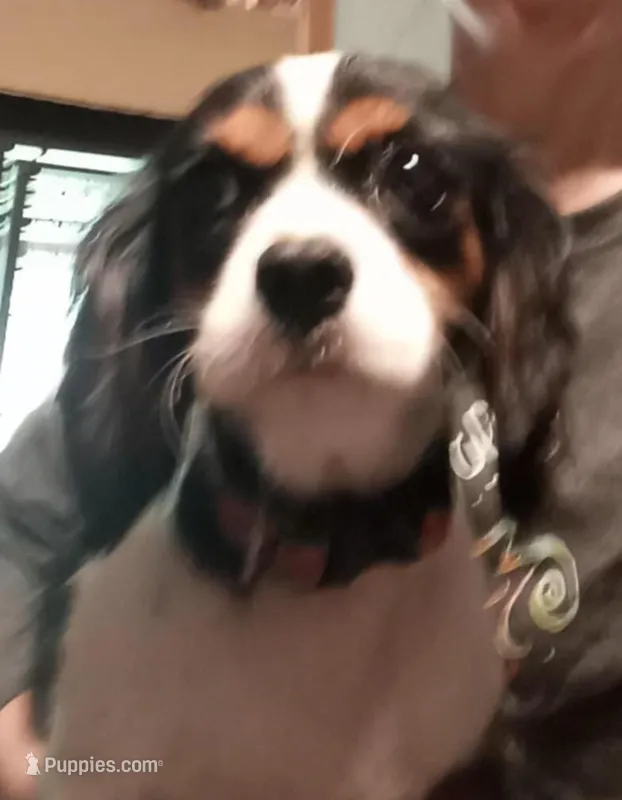 Candy *Rescue/Snuggle/Therapy*, a female Cavalier King Charles Spaniel for sale in New York, NY – Photo 1 of 5