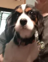 Candy *Rescue/Snuggle/Therapy*, a female Cavalier King Charles Spaniel for sale in New York, NY – Photo 1 of 5