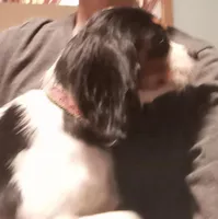 Candy *Rescue/Snuggle/Therapy*, a female Cavalier King Charles Spaniel for sale in New York, NY – Photo 5 of 5