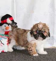 Max, a male Shih Tzu for sale in New York, NY – Photo 3 of 3