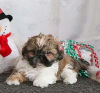 Max, a male Shih Tzu for sale in New York, NY – Photo 2 of 3