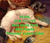 *Pearl* the Merle!, a female Poodle - Miniature  for sale in New York, NY – Photo 3 of 3