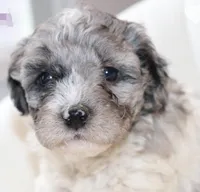 *Pearl* the Merle!, a female Poodle - Miniature  for sale in New York, NY – Photo 1 of 3