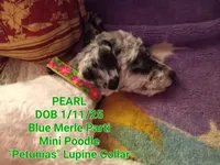 *Pearl* the Merle!, a female Poodle - Miniature  for sale in New York, NY – Photo 2 of 3