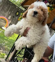 Blossom, a female Poodle - Miniature  for sale in New York, NY – Photo 2 of 7