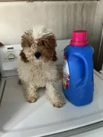 Blossom, a female Poodle - Miniature  for sale in New York, NY – Photo 1 of 7