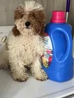 Blossom, a female Poodle - Miniature  for sale in New York, NY – Photo 4 of 7