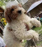 Blossom, a female Poodle - Miniature  for sale in New York, NY – Photo 3 of 7