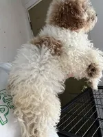 Blossom, a female Poodle - Miniature  for sale in New York, NY – Photo 6 of 7