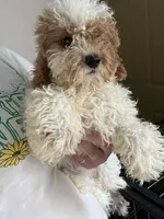 Blossom, a female Poodle - Miniature  for sale in New York, NY – Photo 7 of 7