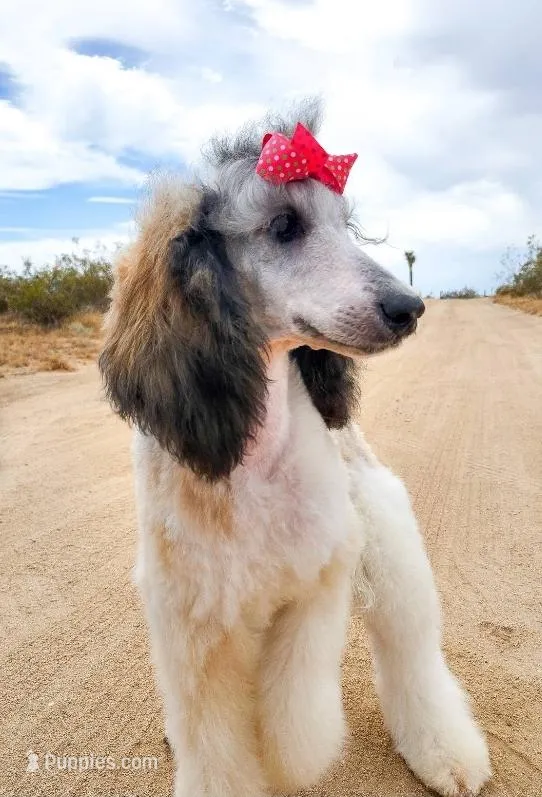 Phoenix - AKC Moyen *REDUCED*