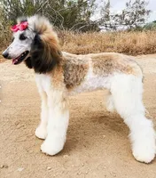 Phoenix - AKC Moyen *REDUCED*, a female Poodle - Miniature  for sale in New York, NY – Photo 4 of 4