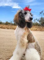 Phoenix - AKC Moyen *REDUCED*, a female Poodle - Miniature  for sale in New York, NY – Photo 2 of 4