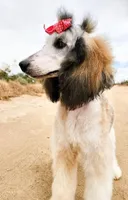 Phoenix - AKC Moyen *REDUCED*, a female Poodle - Miniature  for sale in New York, NY – Photo 3 of 4