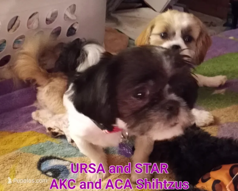 Ursa - AKC *Priced to Sell!*, a female Shih Tzu for sale in New York, NY – Photo 1 of 3